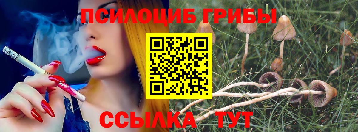 Псилоцибиновые грибы Psilocybe  Галлюциногенные грибы Psilocybe  Чита  где можно купить наркотик  Вход с VPN 